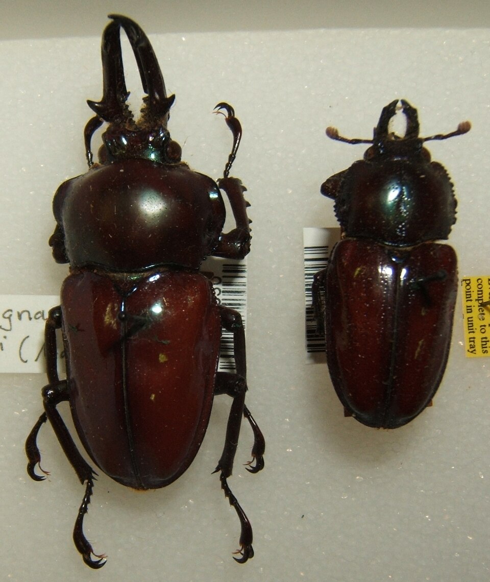 Photo of Rainbow stag beetle