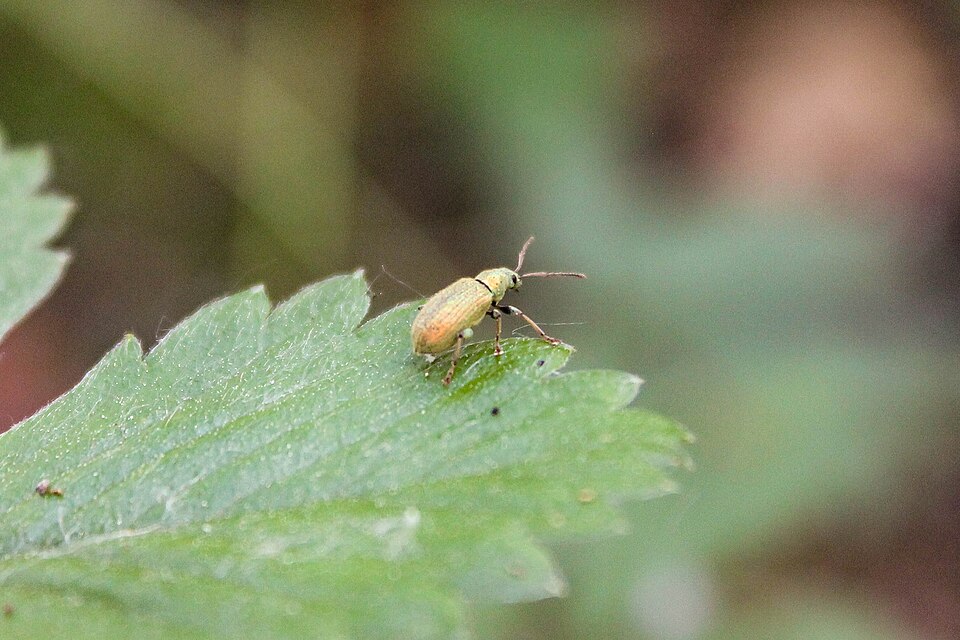 Photo of Raspberry beetle