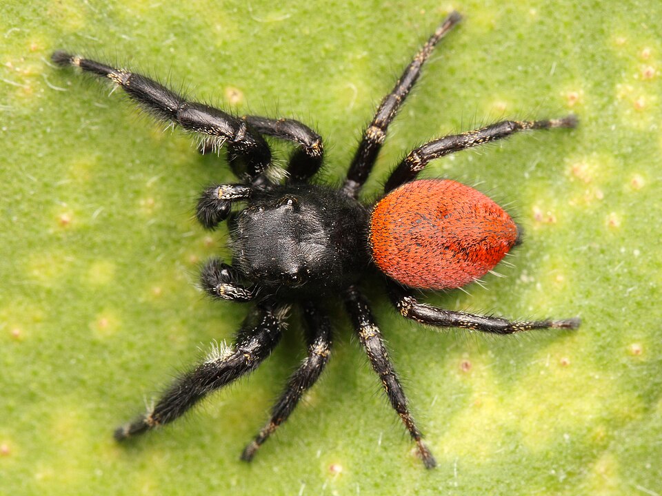 Photo of Red-backed jumping spider