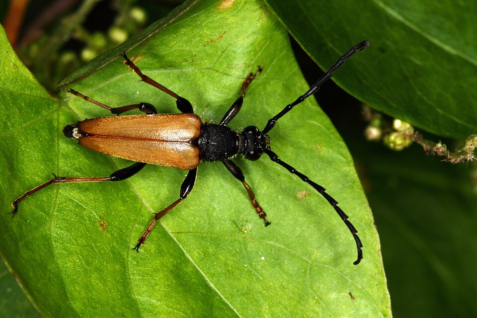 Photo of Red-brown longhorn beetle
