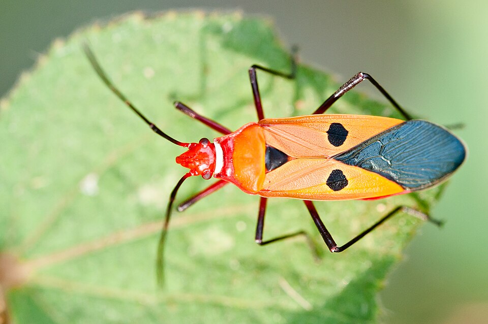 Photo of Red cotton stainer