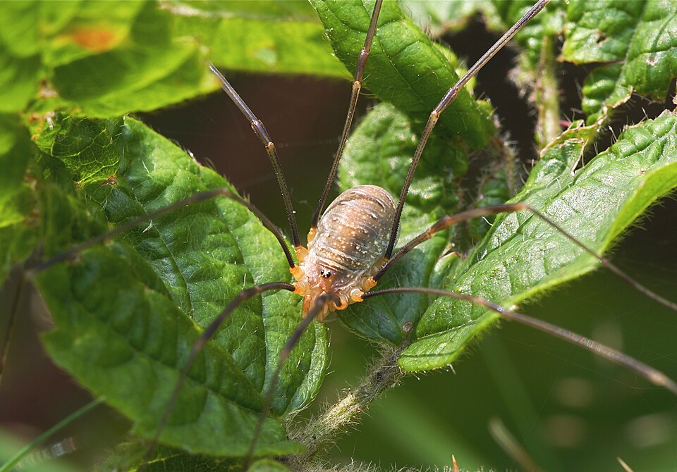 Photo of Red harvestman