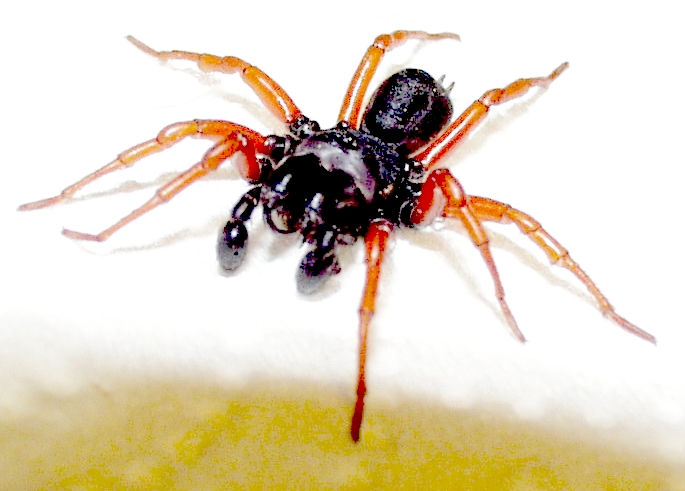 Photo of Red-legged purseweb spider