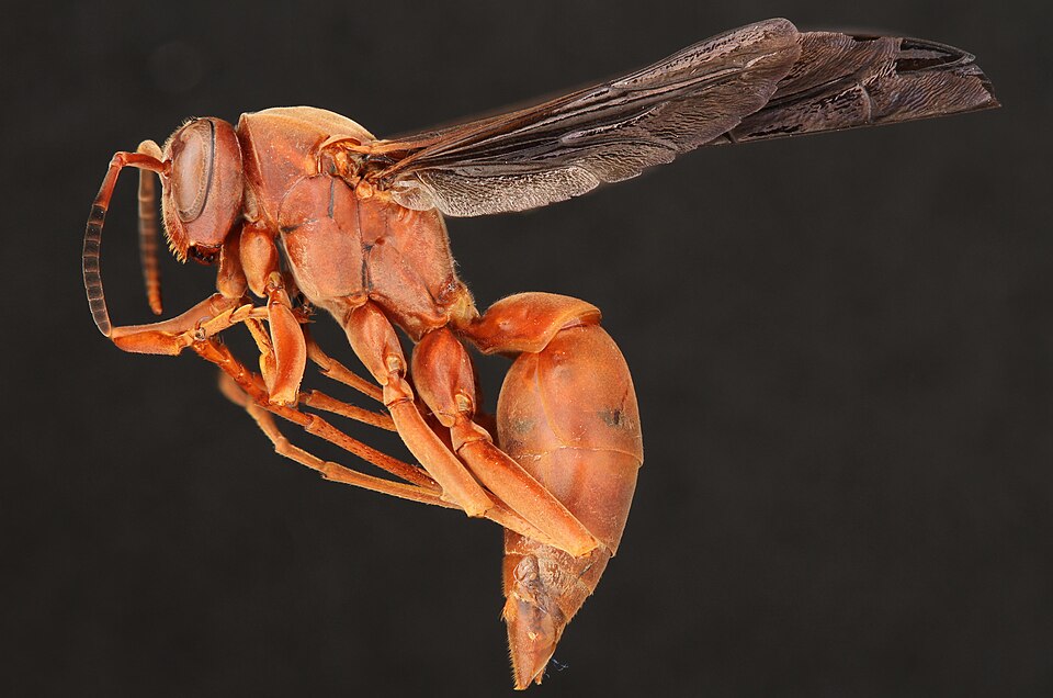 Photo of Red paper wasp