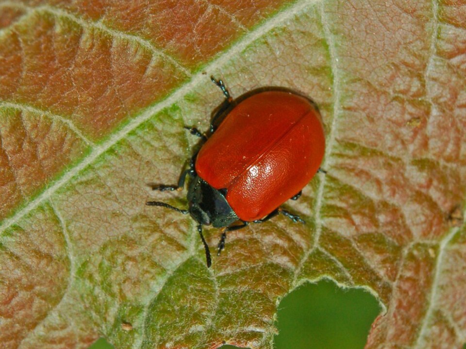 Photo of Red poplar leaf beetle