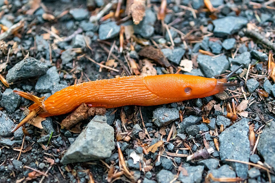 Photo of Red slug