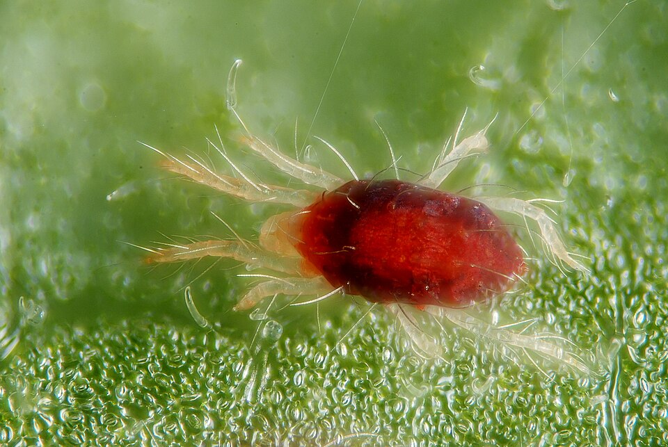 Photo of Red spider mite