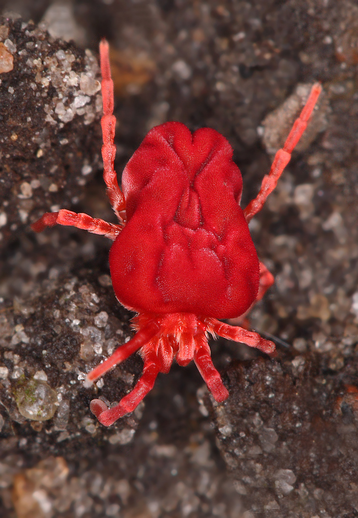Photo of Red velvet mite