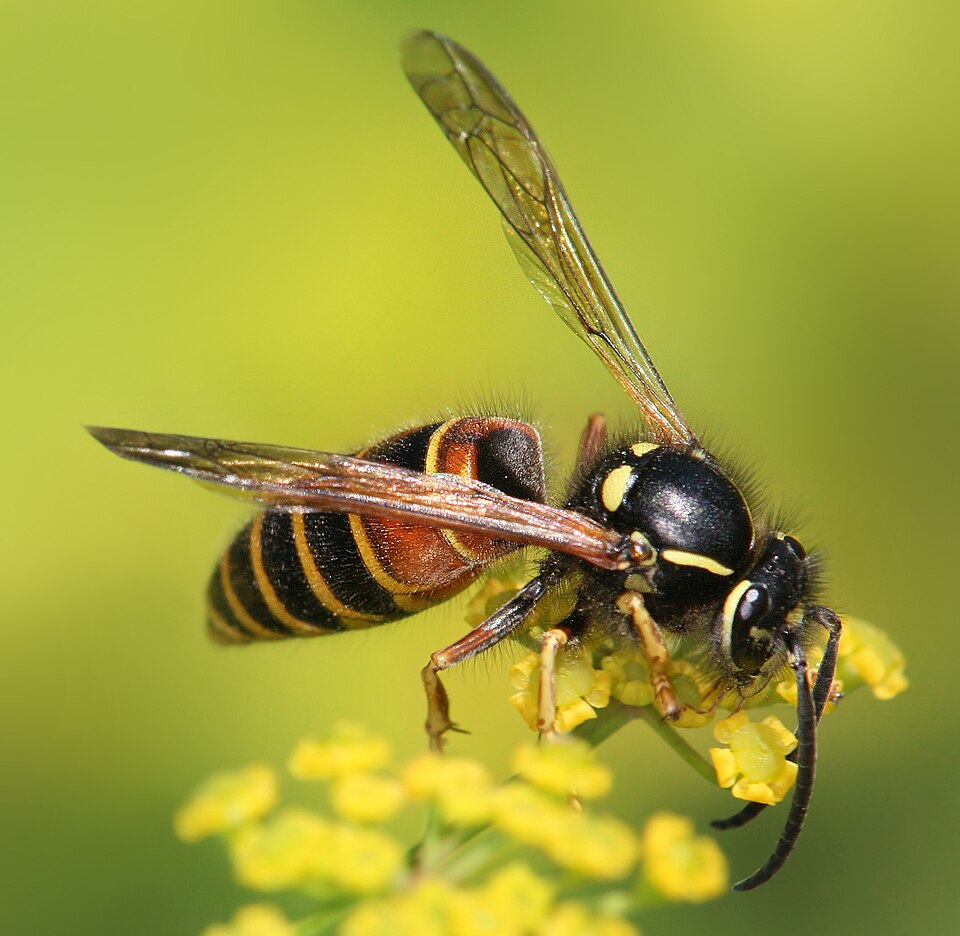 Photo of Red wasp