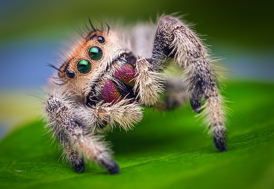 Photo of Regal jumping spider