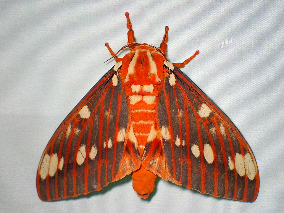 Photo of Regal moth