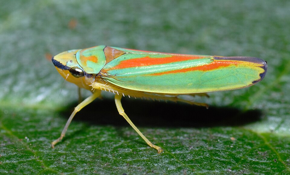 Photo of Rhododendron leafhopper