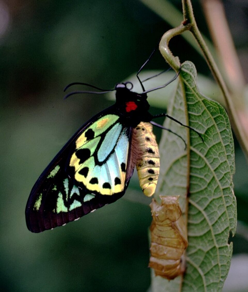 Photo of Richmond birdwing
