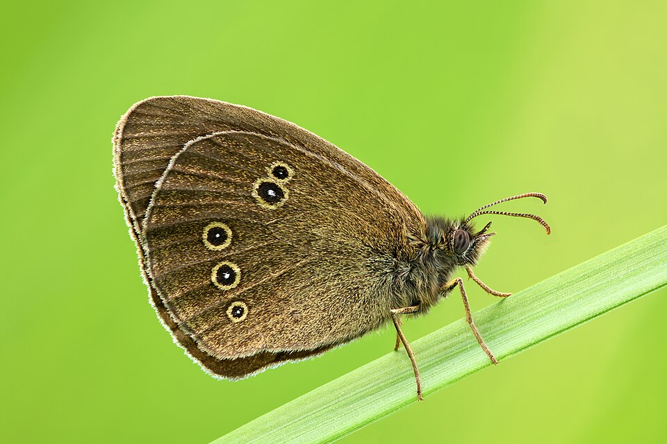 Photo of Ringlet butterfly