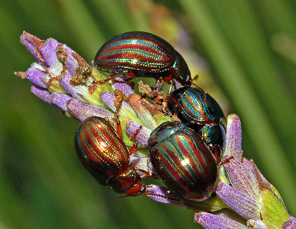 Photo of Rosemary beetle