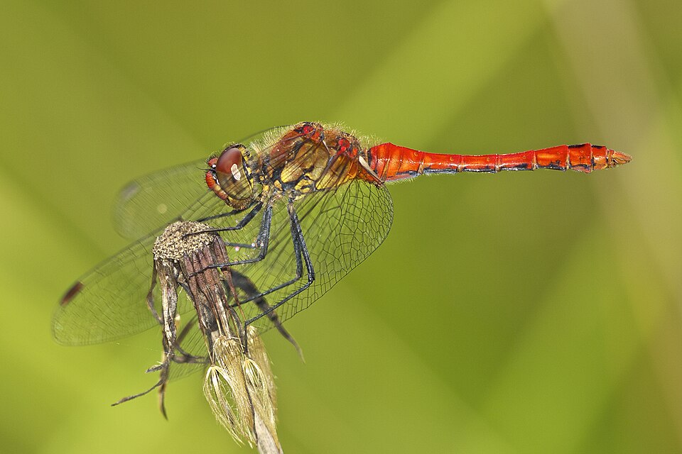 Photo of Ruddy darter