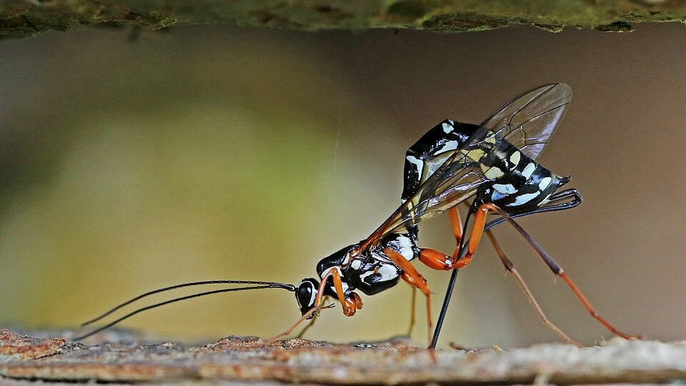 Photo of Sabre wasp
