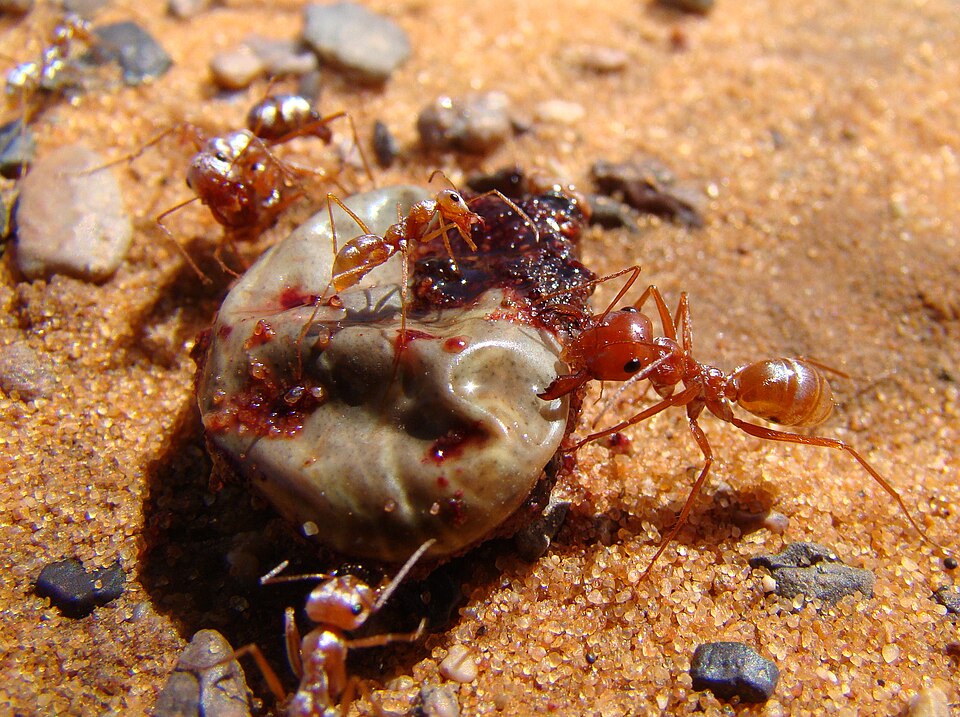 Photo of Saharan silver ant