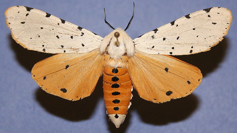 Photo of Salt marsh moth