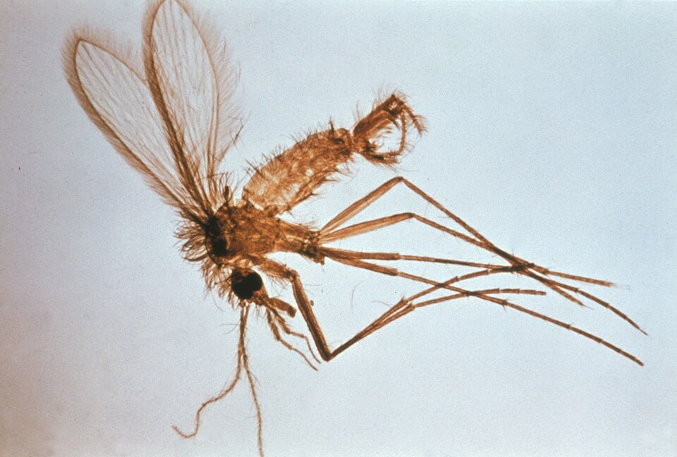 Photo of Sand fly
