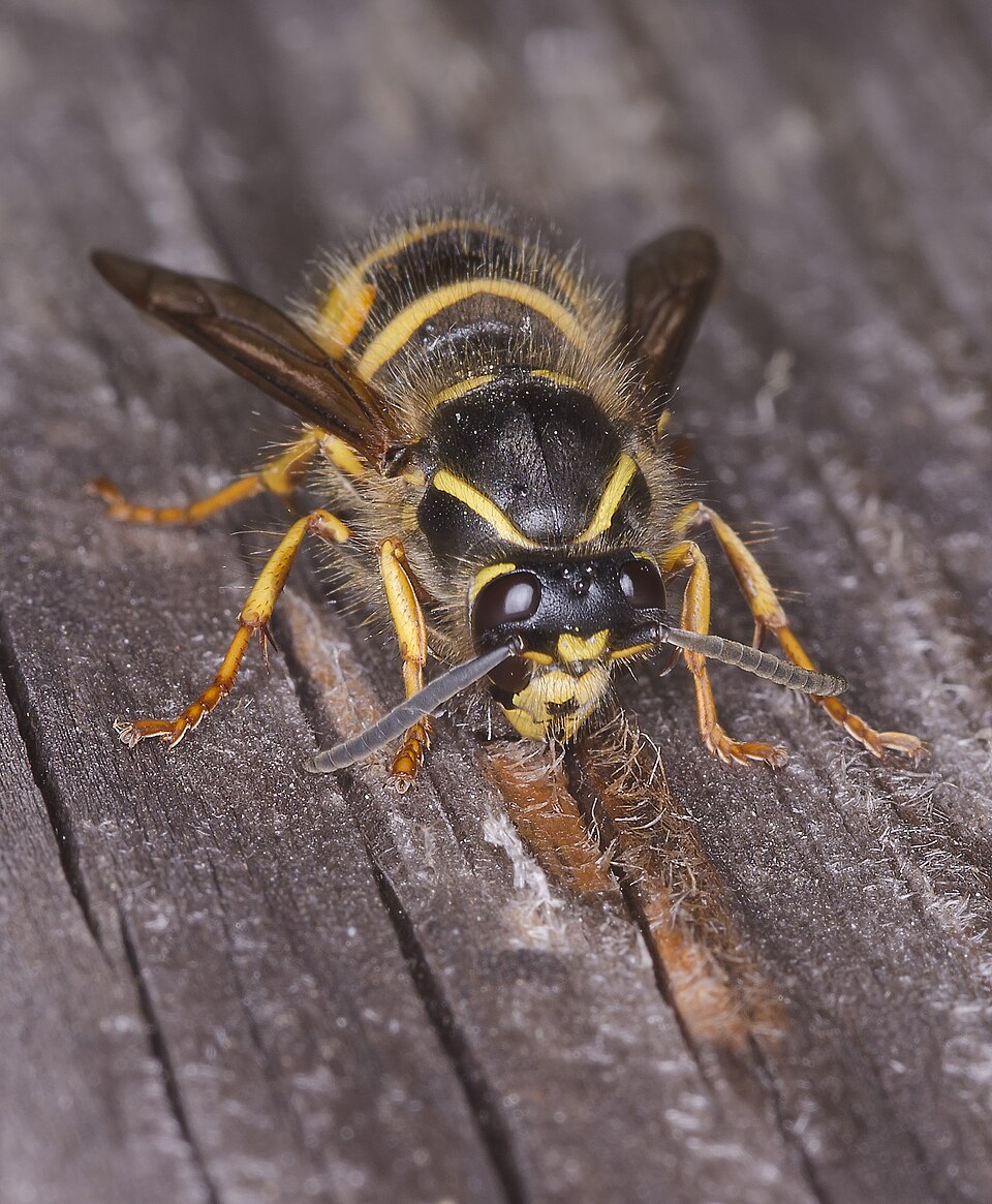 Photo of Saxon wasp