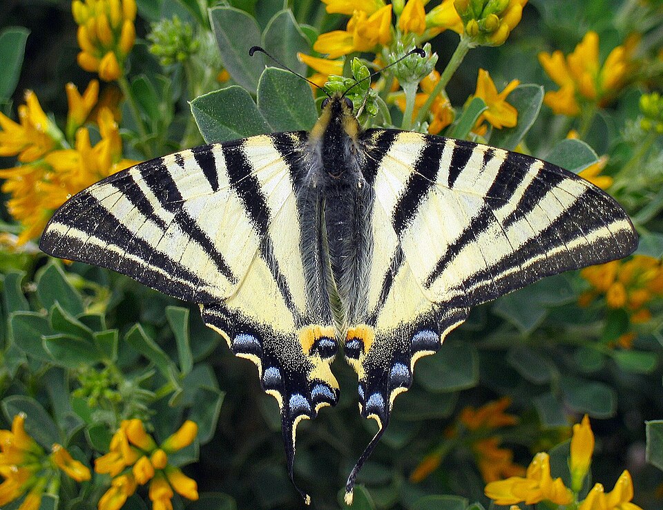 Photo of Scarce swallowtail