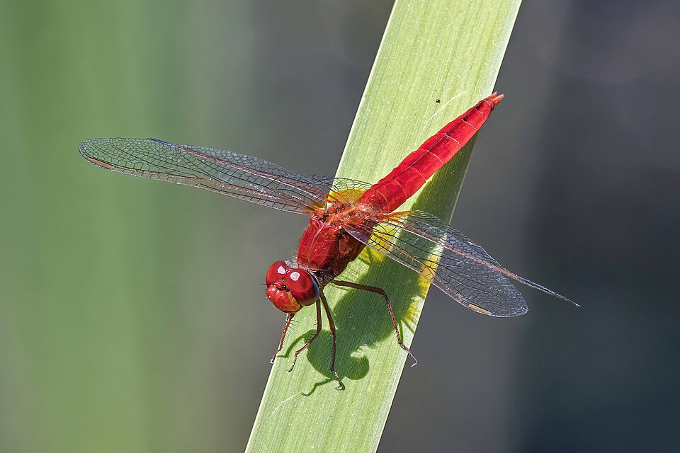 Photo of Scarlet dragonfly