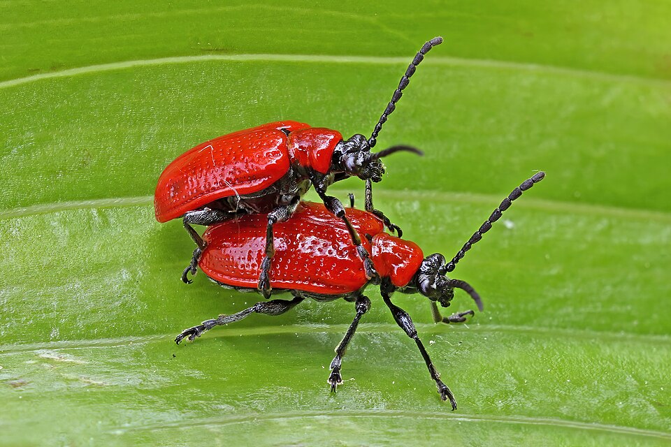 Photo of Scarlet lily beetle