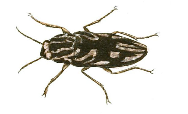 Photo of Sculptured pine borer
