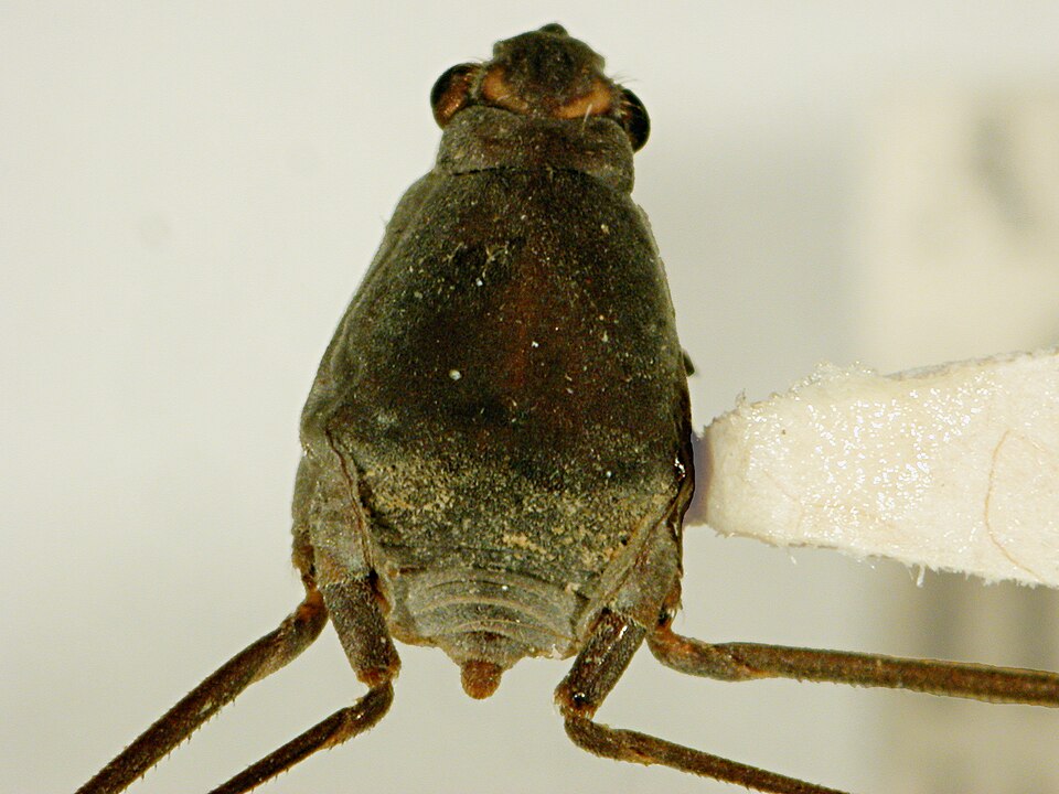 Photo of Sea skater