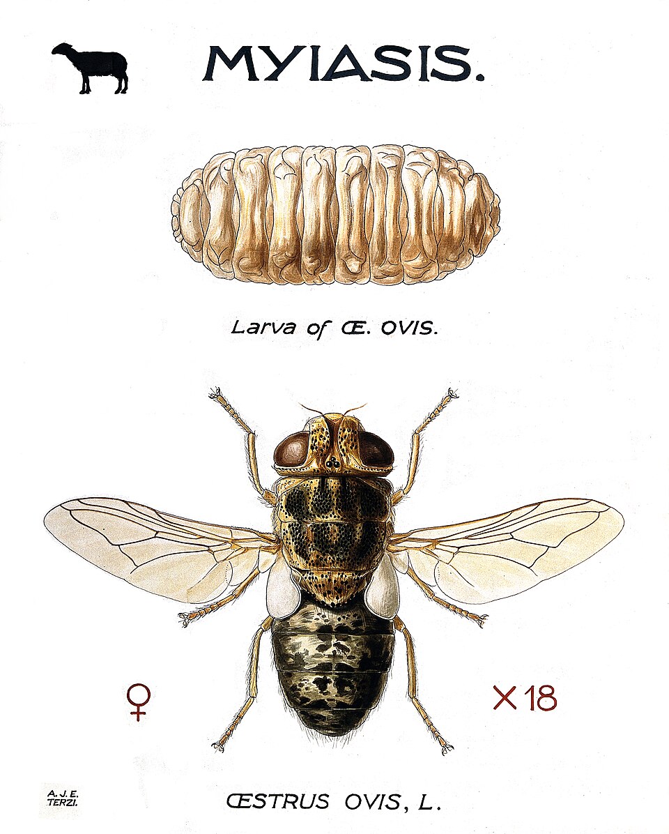 Photo of Sheep botfly
