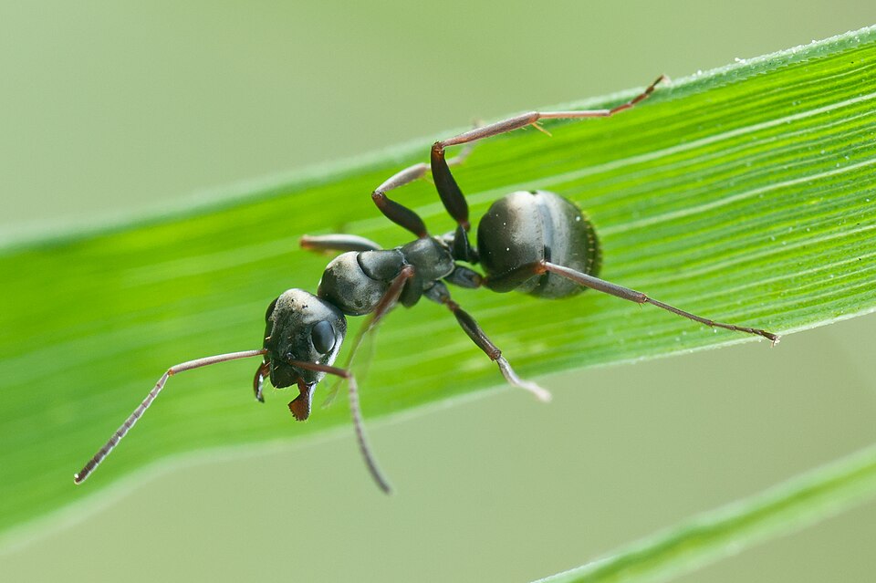 Photo of Silky ant