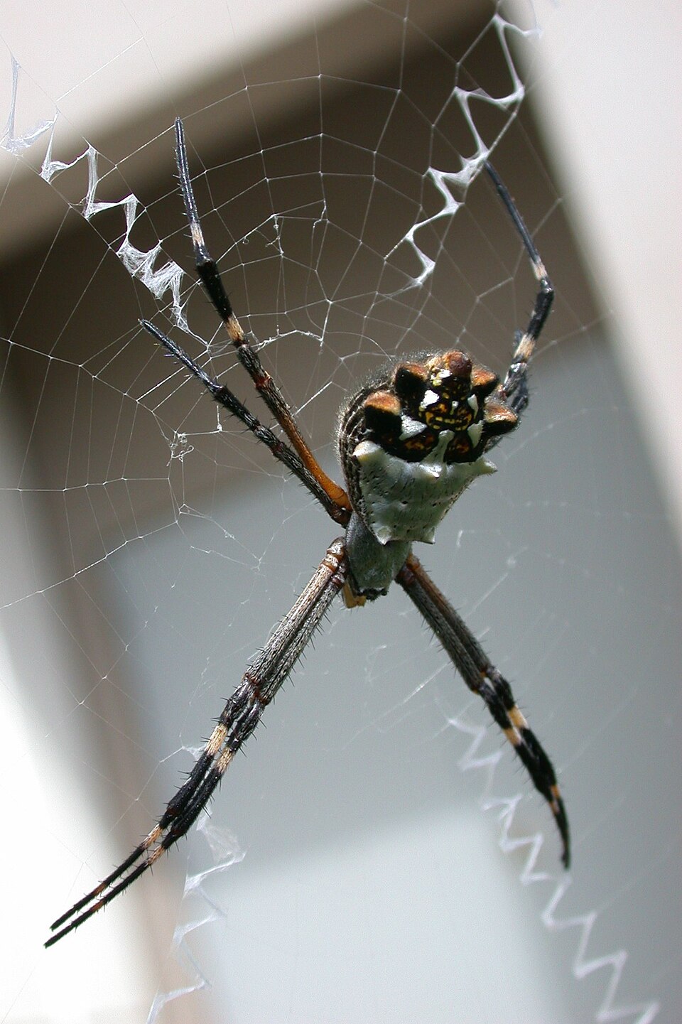 Photo of Silver argiope