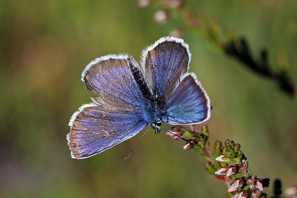 Photo of Silver-studded blue