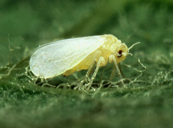Photo of Silverleaf whitefly