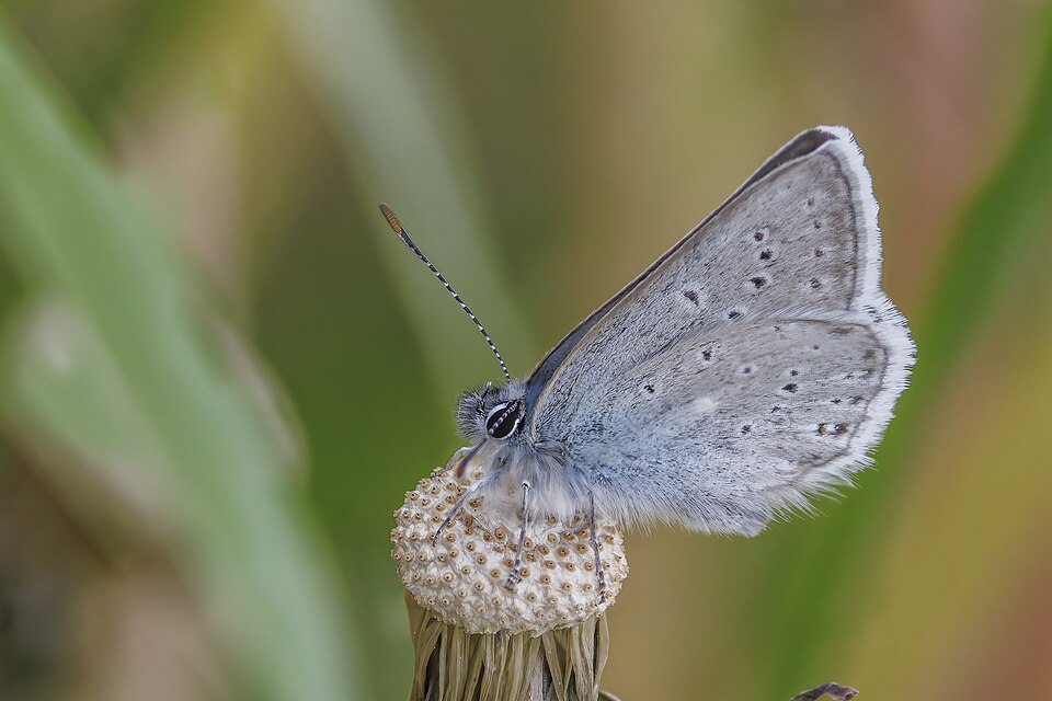 Photo of Silvery blue