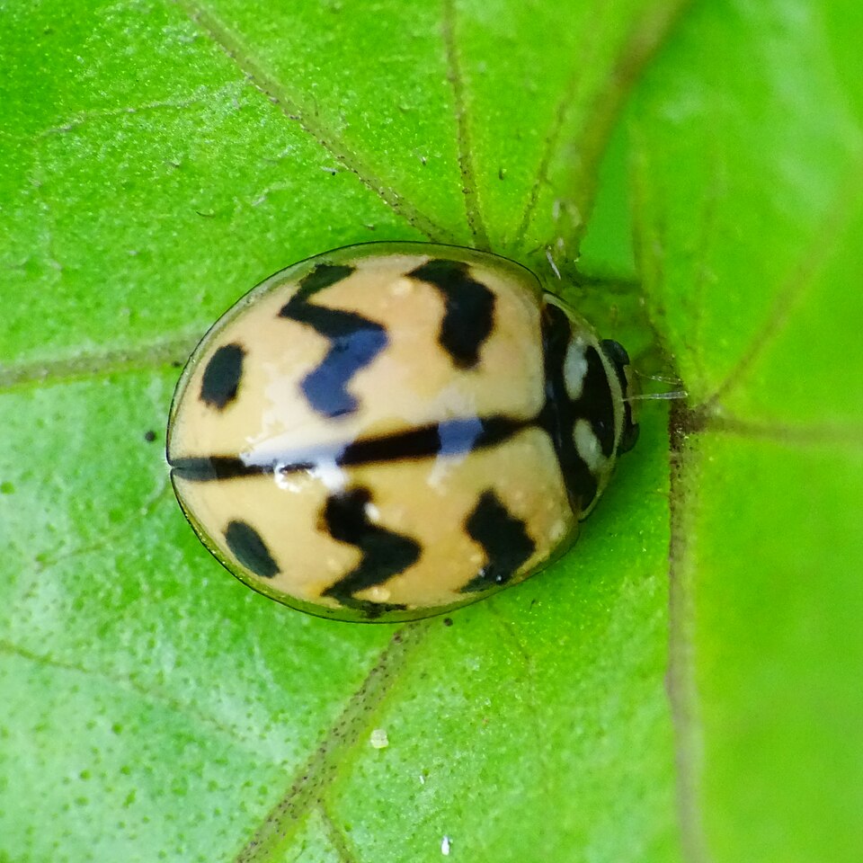 Photo of Six-spotted zigzag ladybird