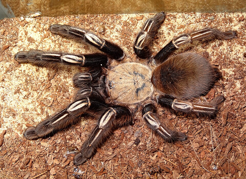 Photo of Skeleton tarantula