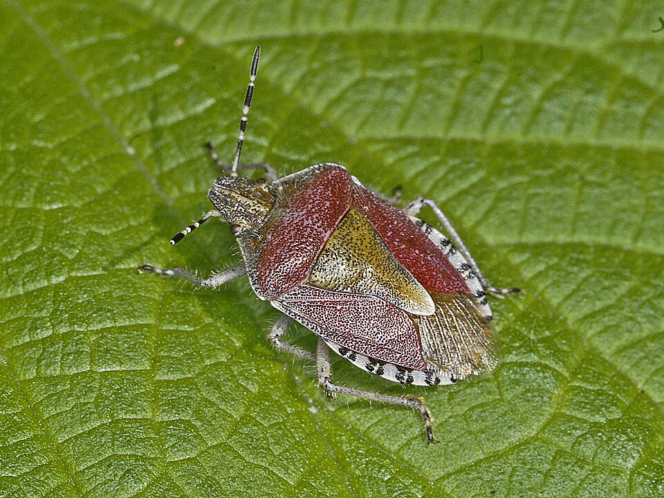 Photo of Sloe bug