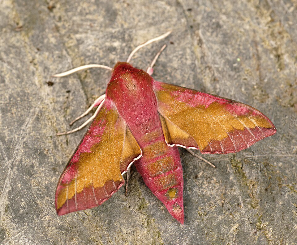 Photo of Small elephant hawk-moth