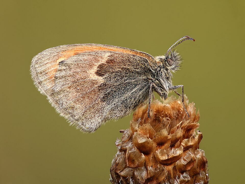 Photo of Small heath