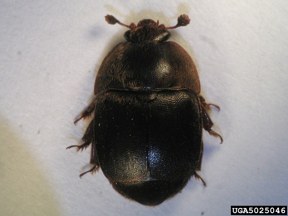 Photo of Small hive beetle