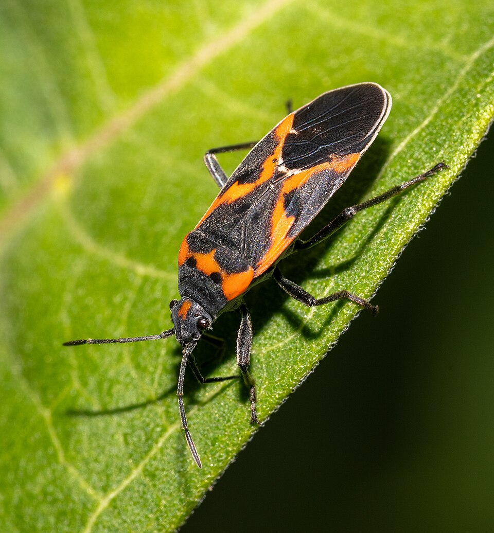 Photo of Small milkweed bug