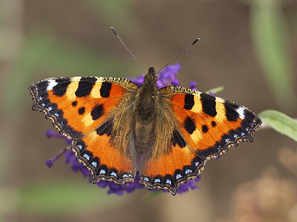 Photo of Small tortoiseshell