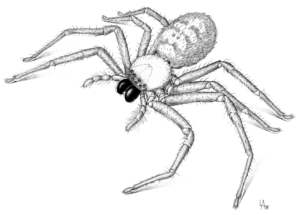 Photo of Social huntsman spider