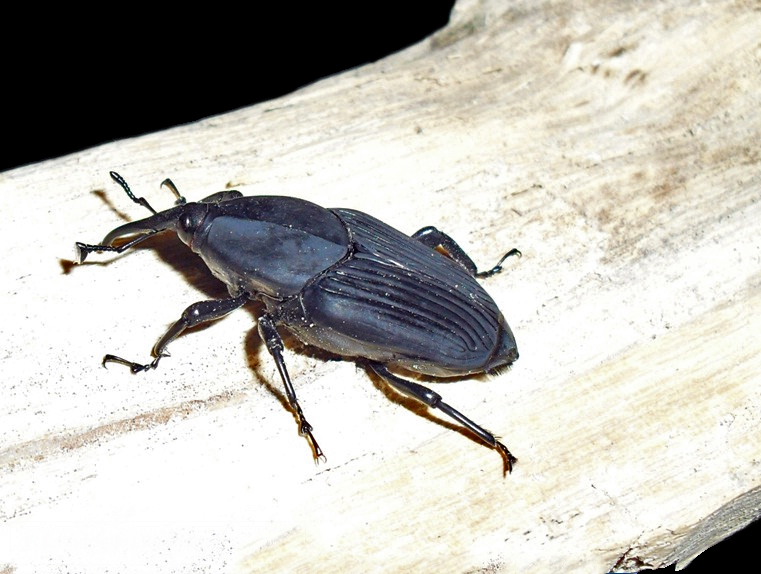 Photo of South American palm weevil