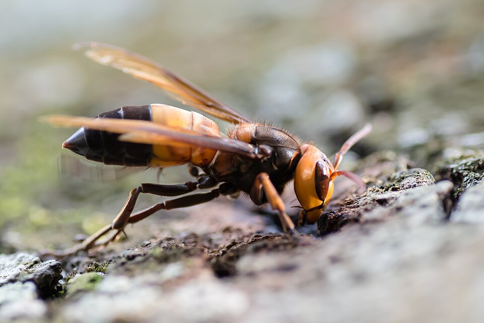 Photo of Southern giant hornet