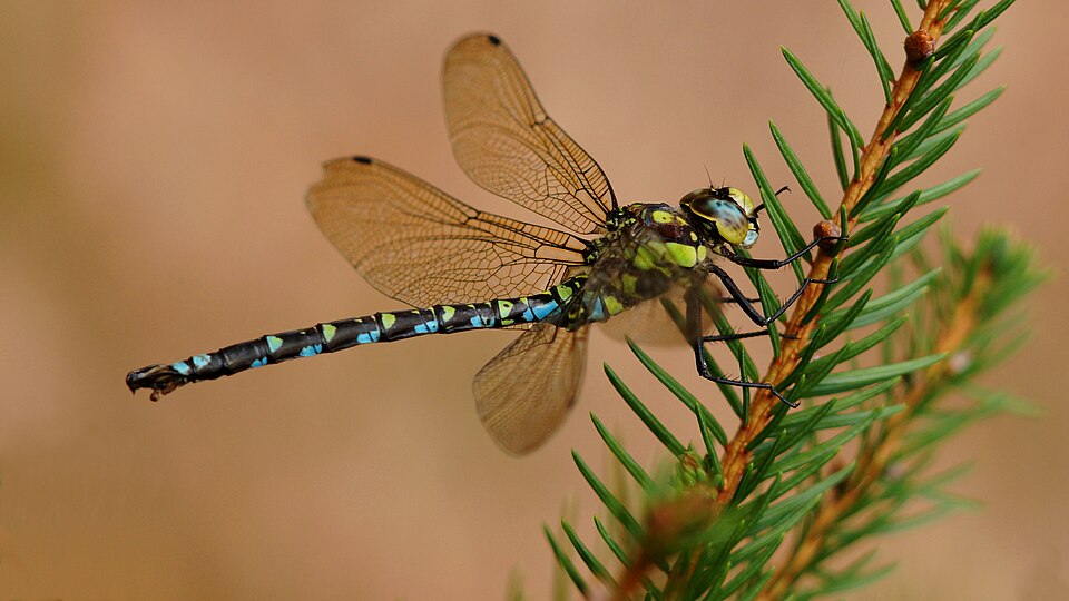 Photo of Southern hawker