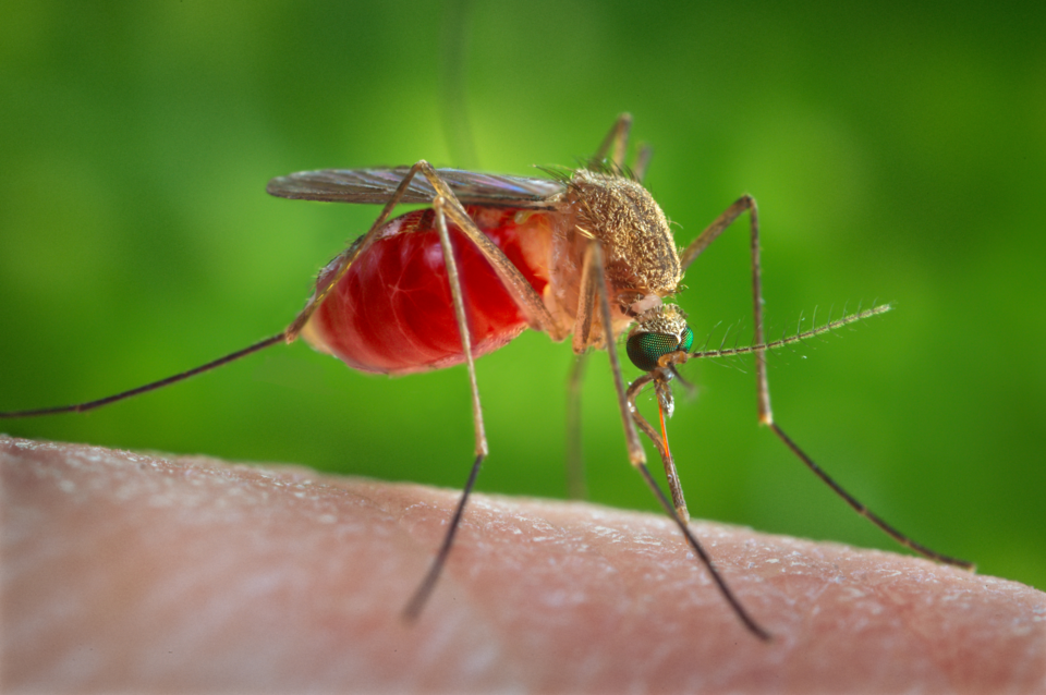 Photo of Southern house mosquito