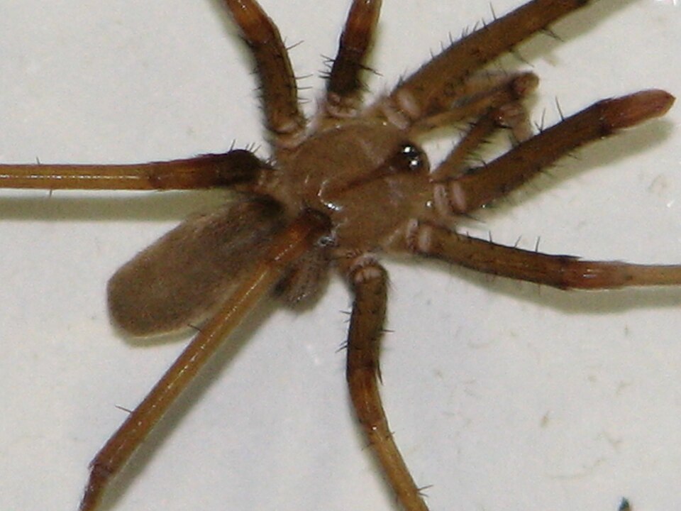Photo of Southern house spider